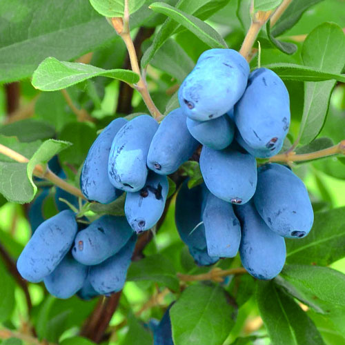 Mézbogyó Altaj kép 1 termék 9271