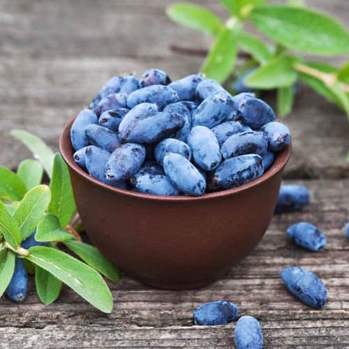 Mézbogyó Aurora, P9 kép 1 termék 1584