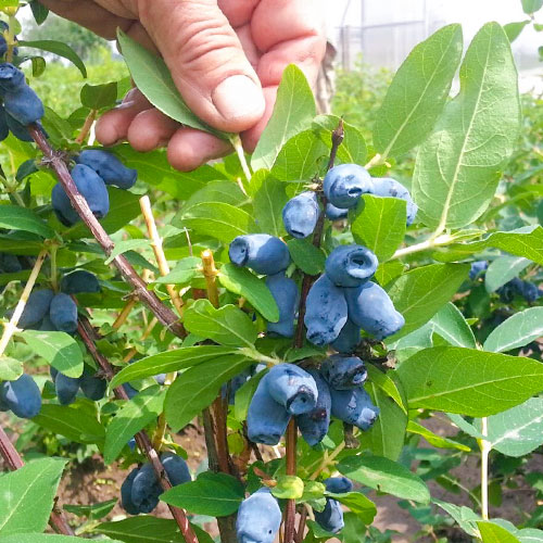 Mézbogyó Bakczarskaja termék fotó 1 Mézbogyó Bakczarskaja kép 1 termék 9304