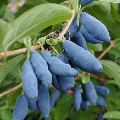 Mézbogyó Doch Velikana termék fotó 1 Mézbogyó Doch Velikana kép 1 termék 4697