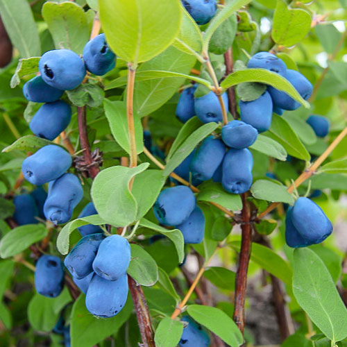 Mézbogyó Indigo Gem, P9 termék fotó 1 Mézbogyó Indigo Gem, P9 kép 1 termék 9306