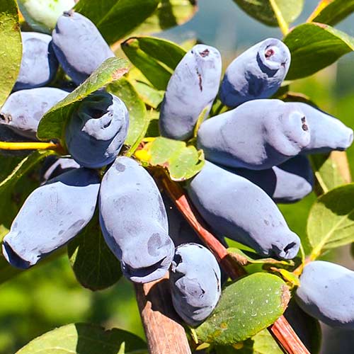 Mézbogyó Jolanta termék fotó 1 Mézbogyó Jolanta kép 1 termék 9330