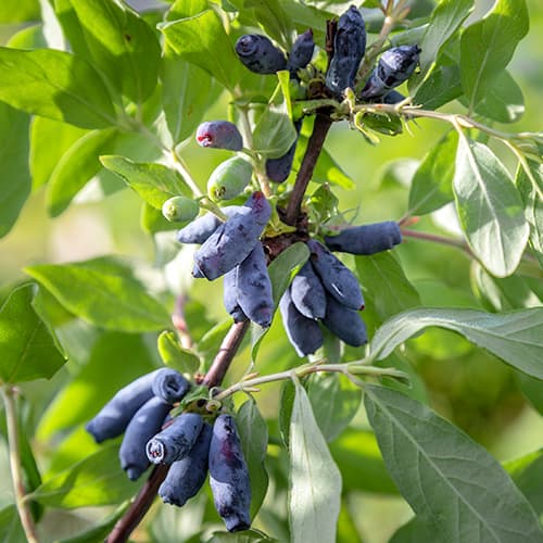 Mézbogyó Morena kép 1 termék 9308