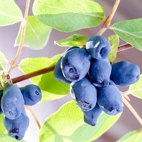 Mézbogyó Sinogłaska, P9 termék fotó 1 Mézbogyó Sinogłaska, P9 kép 1 termék 9228