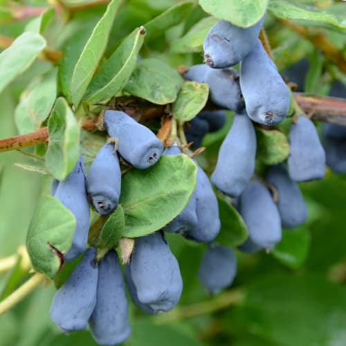 Mézbogyó Wojtek, P9 kép 1 termék 9328