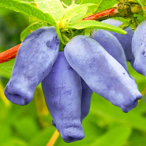 Mézbogyó Zojka termék fotó 1 Mézbogyó Zojka kép 1 termék 9329