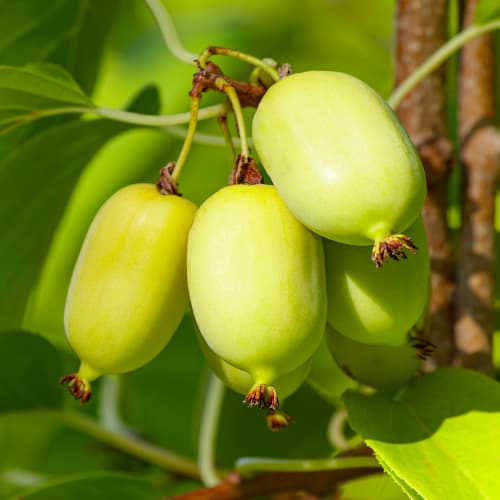 Mini kiwi Chang Bai Giant, С2 kép 1 termék 5456