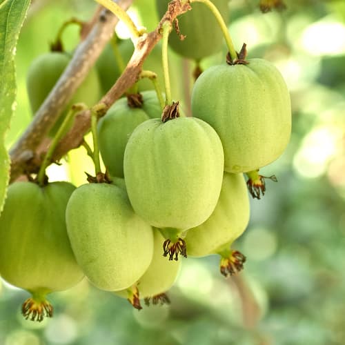 Mini kiwi Hokey Pokey®, С2 kép 1 termék 5449