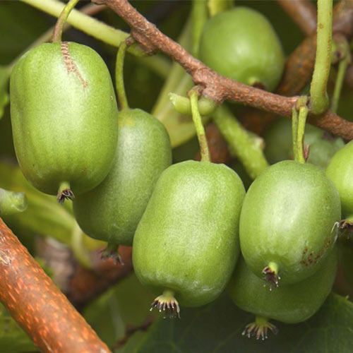 Mini kiwi Vitikiwi ®, C2 kép 1 termék 8202