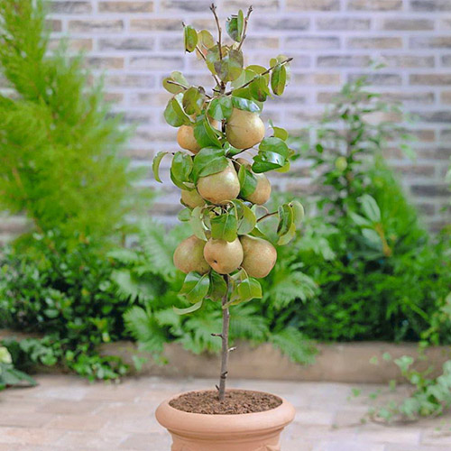 mini Körte GardenPearl® kép 1 termék 1646