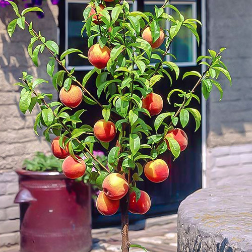 mini Őszibarack HoneyRed® kép 1 termék 1648