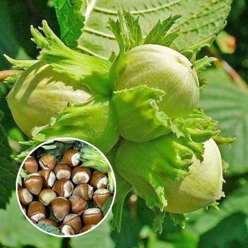 Mogyoró Barcelonski, С2 kép 1 termék 7037