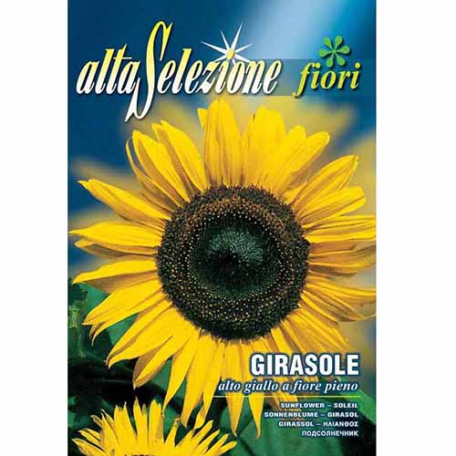 Napraforgó, tele viraggal kép 1 termék 96338