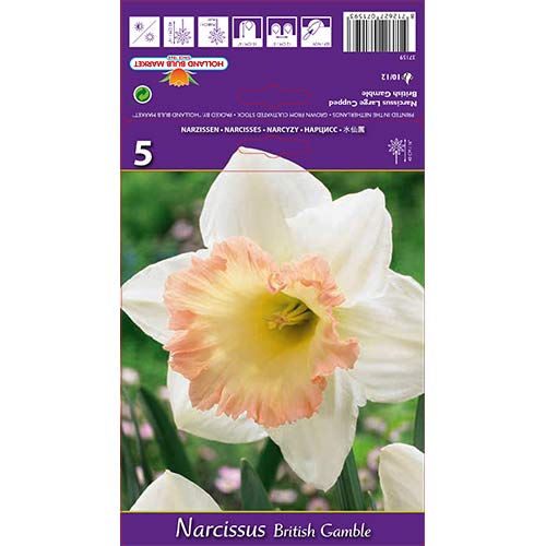Nárcisz British Gamble kép 1 termék 67642
