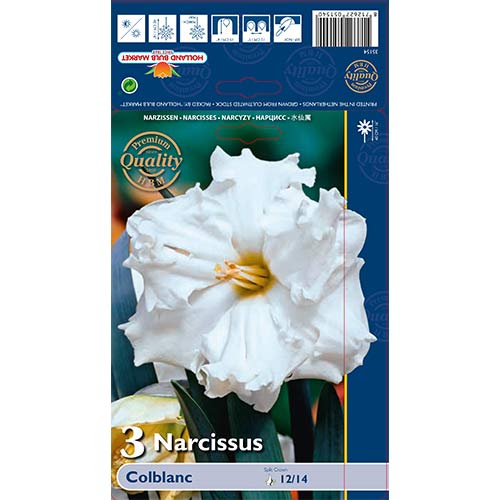 Nárcisz Colblanc kép 1 termék 67648
