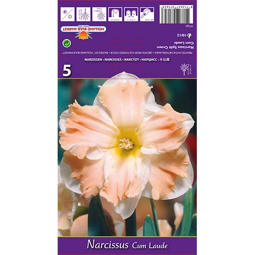 Nárcisz Cum Laude kép 1 termék 68098