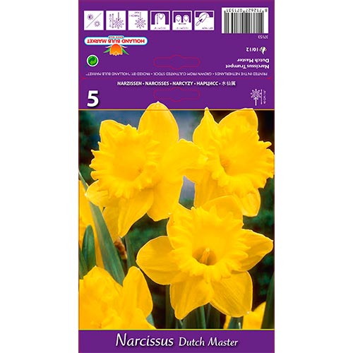 Nárcisz Dutch Master kép 1 termék 67647