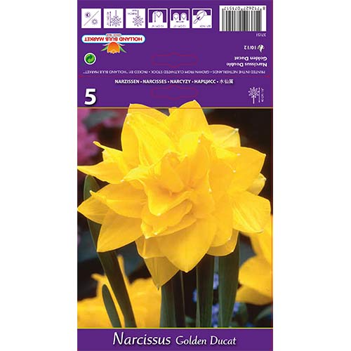 Nárcisz Golden Ducat kép 1 termék 68096