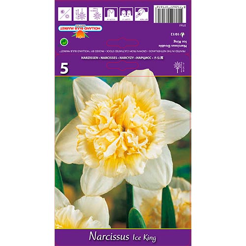 Nárcisz Ice King kép 1 termék 67415
