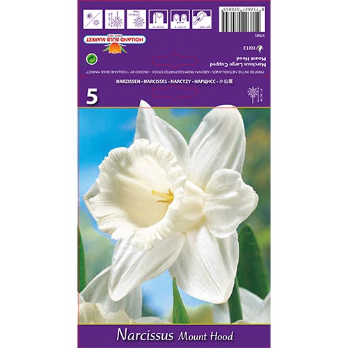 Nárcisz Mount Hood kép 1 termék 70214
