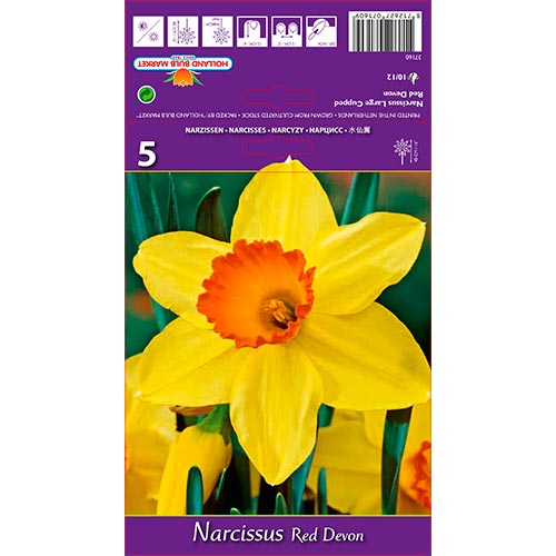 Nárcisz Red Devon kép 1 termék 67659