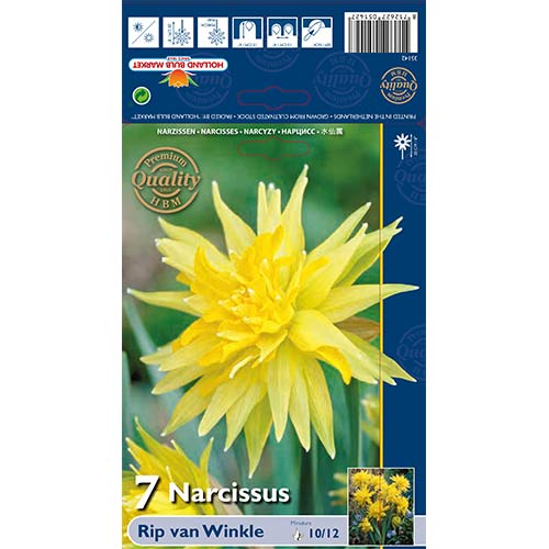 Nárcisz Rip van Winkle kép 1 termék 67660