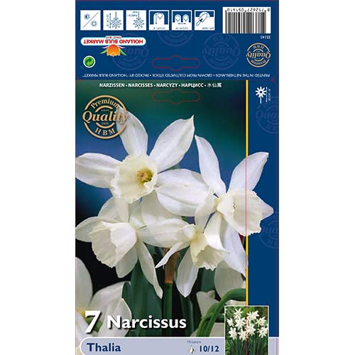 Nárcisz Thalia kép 1 termék 70236