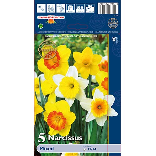 Nárcisz trumpet, mix kép 1 termék 67665
