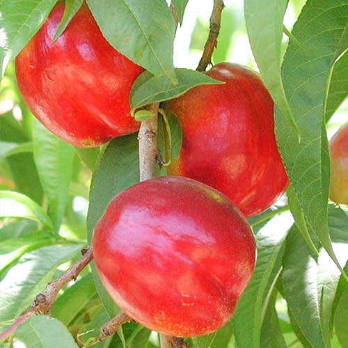 Nektarin Aeris, С2 kép 1 termék 6935