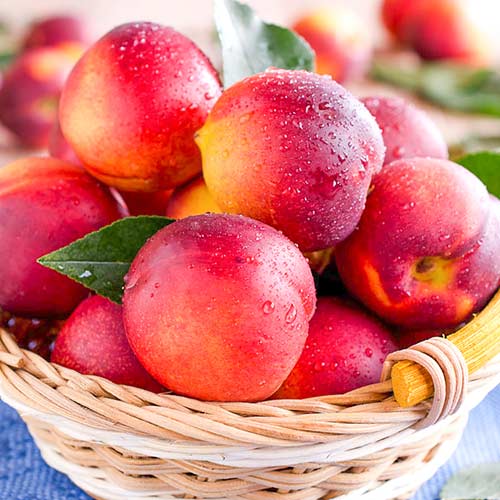 Nektarin Caldesi 2000 kép 1 termék 4287