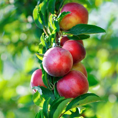 NEKTARIN OSZLOPOS ORION termék fotó 1 NEKTARIN OSZLOPOS ORION kép 1 termék 2016