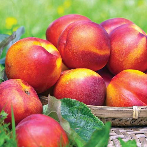 Nektarin Fire Earth, С2 kép 1 termék 4285