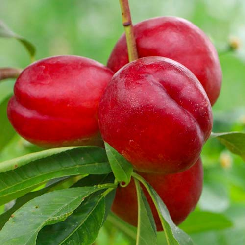 Nektarin Late Love, С2 kép 1 termék 1629