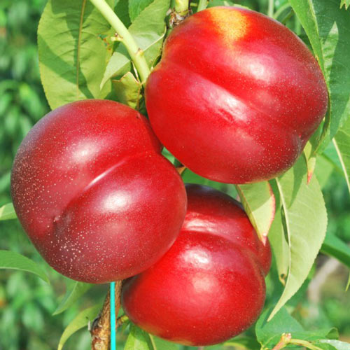 Nektarin Madego, С2 kép 1 termék 7980