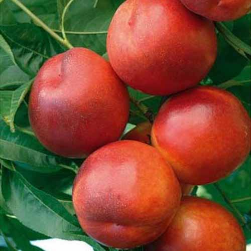 Nektarin Morsiani 90 kép 1 termék 4864