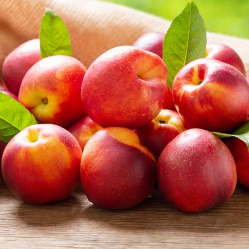 Nektarin Rafale kép 1 termék 4286