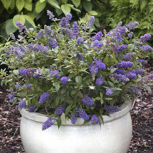 Nyáriorgona Blue Chip Jr PBR, C3 kép 1 termék 8511