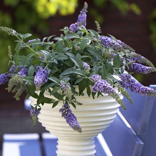 Nyáriorgona Lilac Chip PBR, C3 kép 1 termék 8513