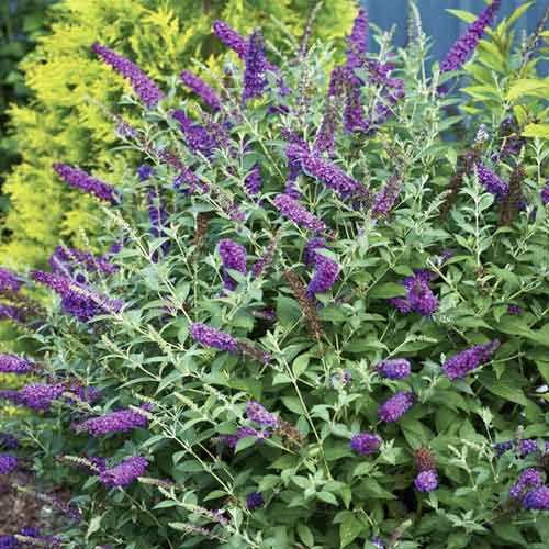 Nyáriorgona Miss Violet PBR, C3 termék fotó 1 Nyáriorgona Miss Violet PBR, C3 kép 1 termék 8515