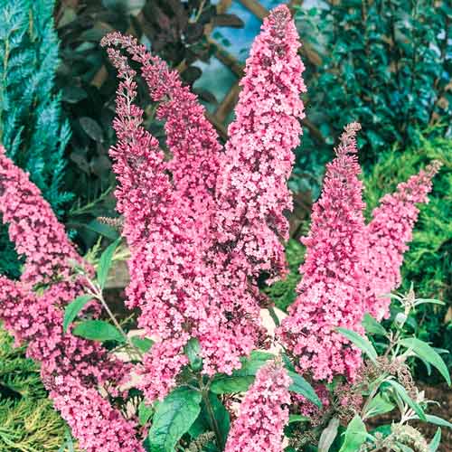 Nyáriorgona Pink Delight, C2 termék fotó 1 Nyáriorgona Pink Delight, C2 kép 1 termék 8207