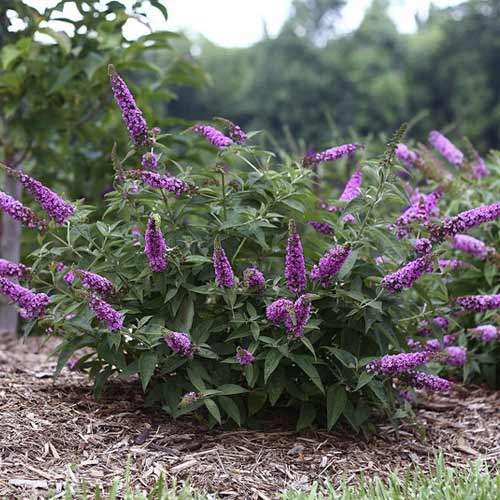 Nyáriorgona Pink Micro Chip PBR, C3 kép 1 termék 8516