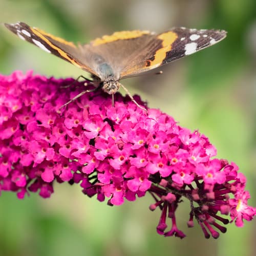 Nyáriorgona Royal Red, P9 kép 1 termék 9011