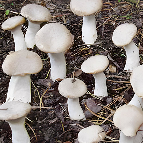 Ördögszekér-laskagomba termék fotó 1 Ördögszekér-laskagomba kép 1 termék 96885
