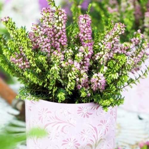 Örökzöld Hanga Darley Dale kép 1 termék 5596