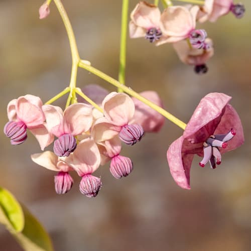 Ötlevelű akébia Silver Bell's, С2 kép 1 termék 5451