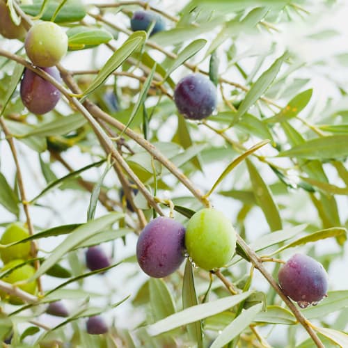 Olivafa (Olivabogyó) Amfisis, C2 kép 1 termék 9679