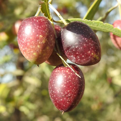 Olivafa (Olivabogyó) Carolea, C2 kép 1 termék 9680