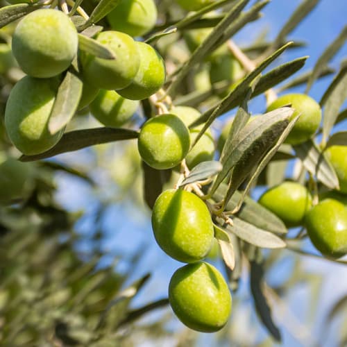 Olivafa (Olivabogyó) Damaskinati, C2 kép 1 termék 9682