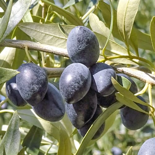 Olivafa (Olivabogyó) Kalamon, C2 kép 1 termék 9683
