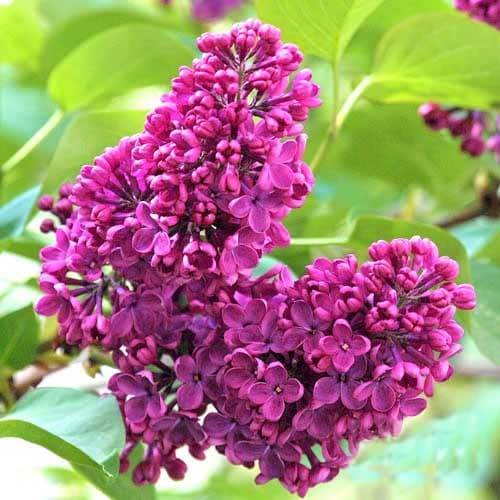 Orgona Charles Joly kép 1 termék 9096